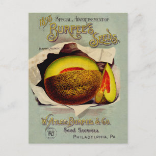 Cantaloupe Seed Advertising Art Antique Postkarte