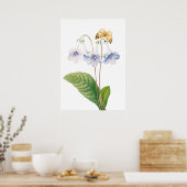 "Canterbury von Pierre-Joseph Redouté Poster (Küche)