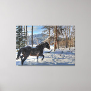 Cantering Black Percheron Pferd & Schnee Foto 2 Leinwanddruck