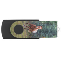 Cantering Sorrel Pferde Pferde Pferde Action Foto