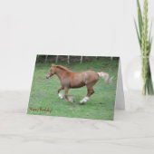 Cantering Welsh Cob Geburtstag Karte (Vorderseite)