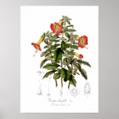 Cantua buxifolia poster (Vorne)