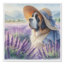 Canvas drucken Saint Bernard im Bereich Lavendel