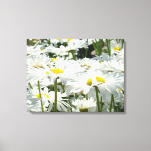 Canvas druckt White Daisy Blume Blumenwerk Leinwanddruck