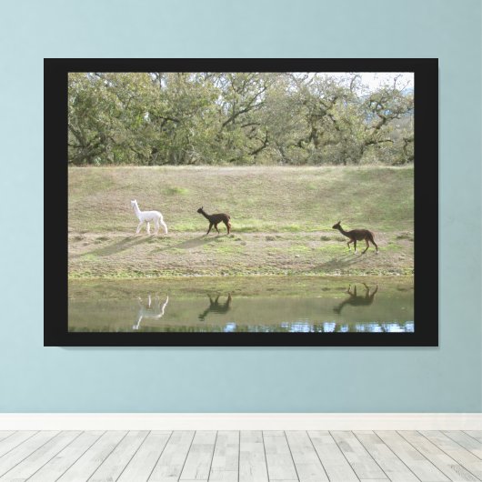 Canvas print - Alpacas auf dem Hügel Leinwanddruck (Insitu (Holzboden))