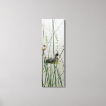 Canvas Print - American Coot in Reeds