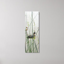 Canvas Print - American Coot in Reeds Leinwanddruck