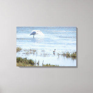Canvas Print - Egret Preening Leinwanddruck