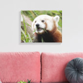 Canvas Print Foto rote Panda , Tiere 0172. Leinwanddruck (Insitu (Wohnzimmer))