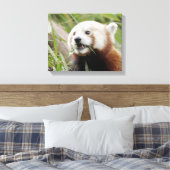 Canvas Print Foto rote Panda , Tiere 0172. Leinwanddruck (Insitu (Schlafzimmer))