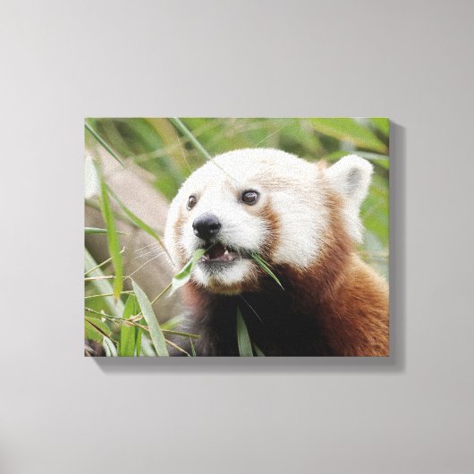 Canvas Print Foto rote Panda , Tiere 0172. Leinwanddruck (Vorderseite)