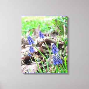 Canvas Print - Grape Hyacynth Leinwanddruck