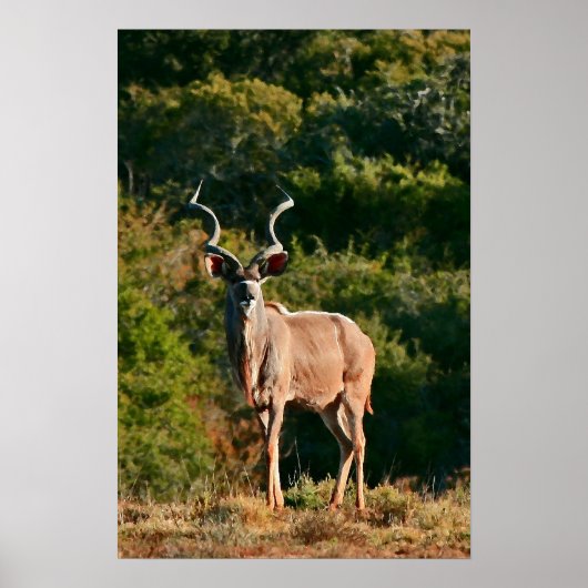 Canvas-Print in East Cape Kudu Poster (Vorne)