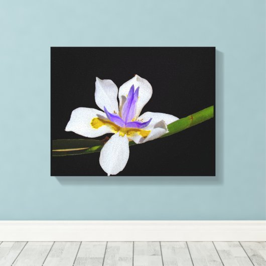 Canvas Print - Iris - Liege von zwei Wochen Leinwanddruck (Insitu (Holzboden))