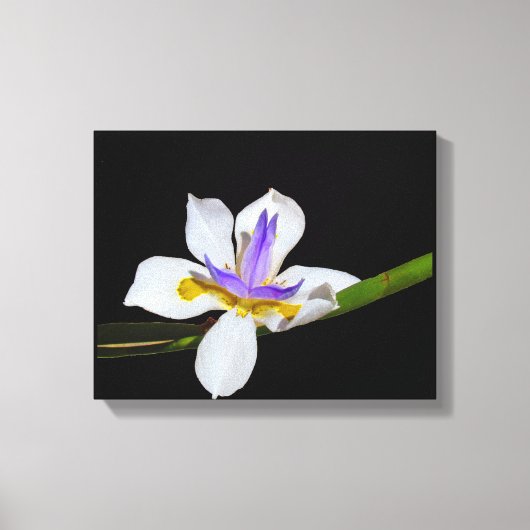 Canvas Print - Iris - Liege von zwei Wochen Leinwanddruck (Vorderseite)