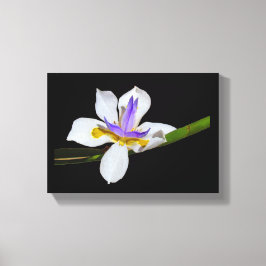 Canvas Print - Iris - Liege von zwei Wochen Leinwanddruck