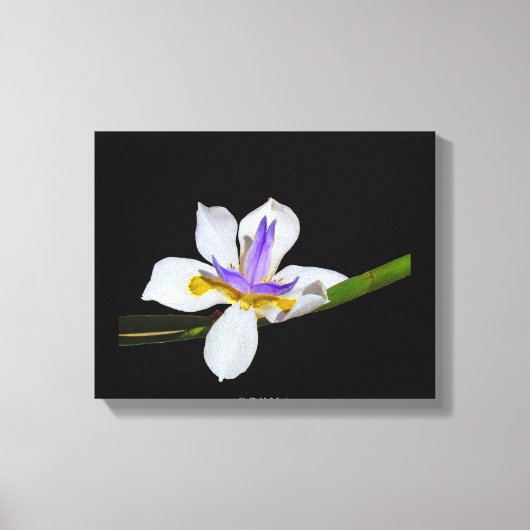 Canvas Print - Iris - Liege von zwei Wochen Leinwanddruck (Vorderseite)
