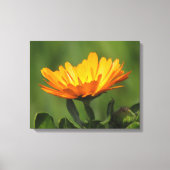 Canvas print - Kalendula Blüte Leinwanddruck (Vorderseite)