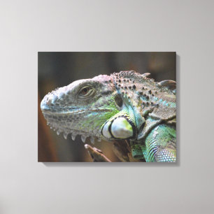 Canvas Print mit dem Kopf der farbenfrohen Iguana- Leinwanddruck