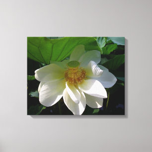 Canvas Print mit feiner, weißer Lotus-Blume Leinwanddruck
