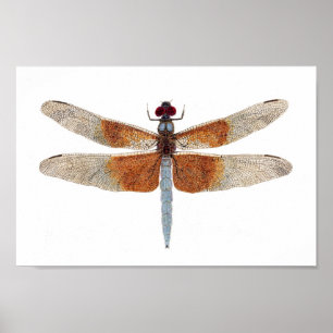 Canvas Print of a Dragonfly Poster