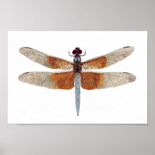 Canvas Print of a Dragonfly Poster (Vorne)