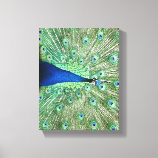Canvas print - Pfau mit feingefangenem Schwanz Leinwanddruck (Vorderseite)