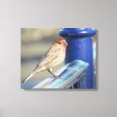 Canvas Print - Roter Sparrow auf blauem Zaun Leinwanddruck (Vorderseite)