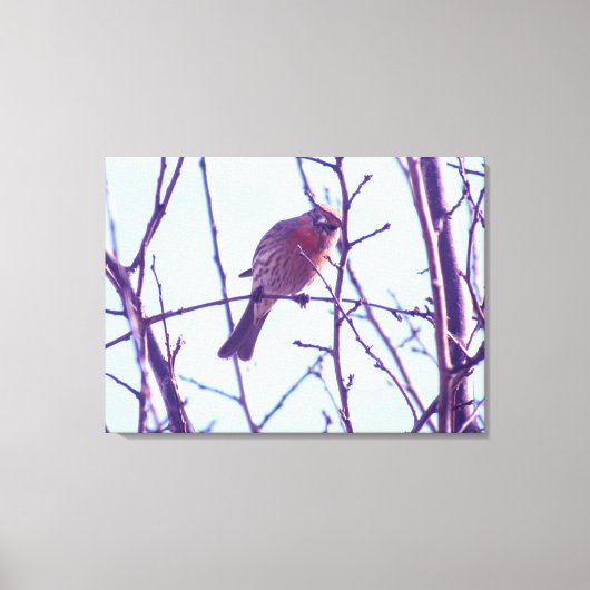 Canvas Print - Roter Sparrow in Tree Leinwanddruck (Vorderseite)