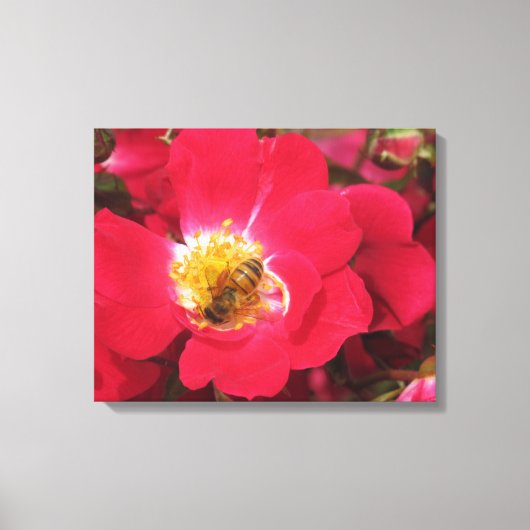 Canvas Print - Sammlung von Pollen Leinwanddruck (Vorderseite)