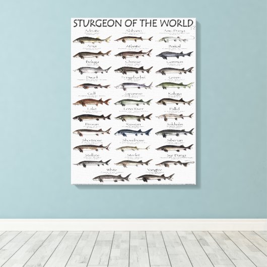 CANVAS PRINT - STURGEON OF THE WORLD LEINWANDDRUCK (Insitu (Holzboden))