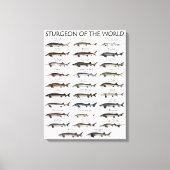CANVAS PRINT - STURGEON OF THE WORLD LEINWANDDRUCK (Vorderseite)
