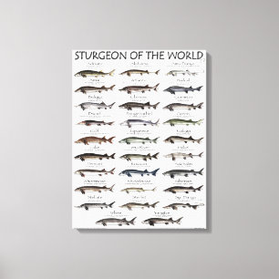CANVAS PRINT - STURGEON OF THE WORLD LEINWANDDRUCK