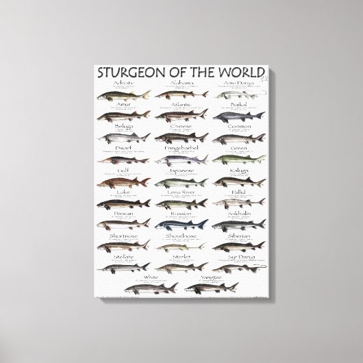 CANVAS PRINT - STURGEON OF THE WORLD LEINWANDDRUCK (Vorderseite)