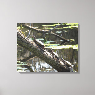Canvas Print - Teichschildkröten Leinwanddruck