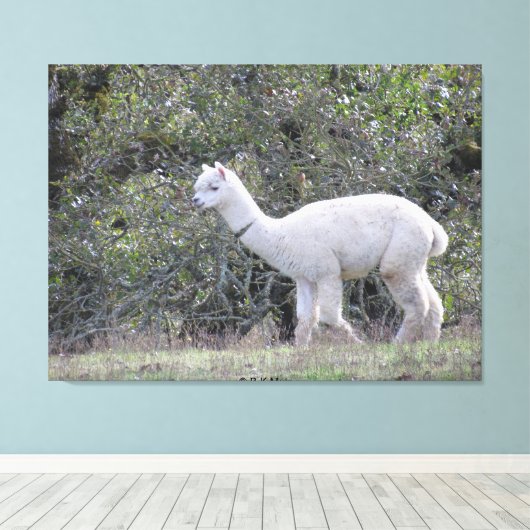 Canvas print - Weißer Alpaca Leinwanddruck (Insitu (Holzboden))
