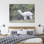 Canvas print - Weißer Alpaca Leinwanddruck (Insitu (Schlafzimmer))