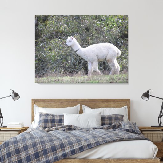 Canvas print - Weißer Alpaca Leinwanddruck (Insitu (Schlafzimmer))