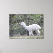 Canvas print - Weißer Alpaca Leinwanddruck (Vorderseite)