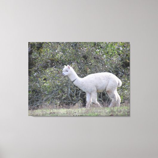 Canvas print - Weißer Alpaca Leinwanddruck (Vorderseite)