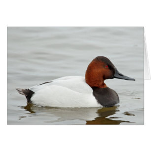 Canvasback-Ente Drake