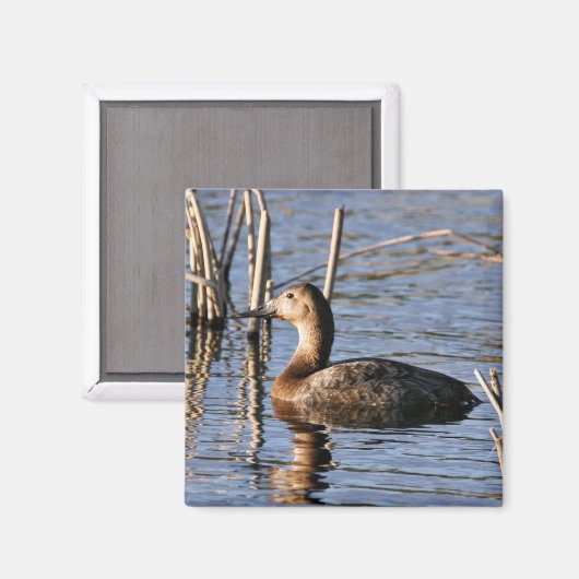 Canvasback Magnet (Vorderseite/Rückseite)