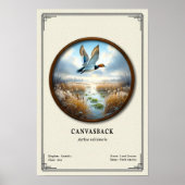 Canvasback-Zoologie-Serie Poster (Vorne)