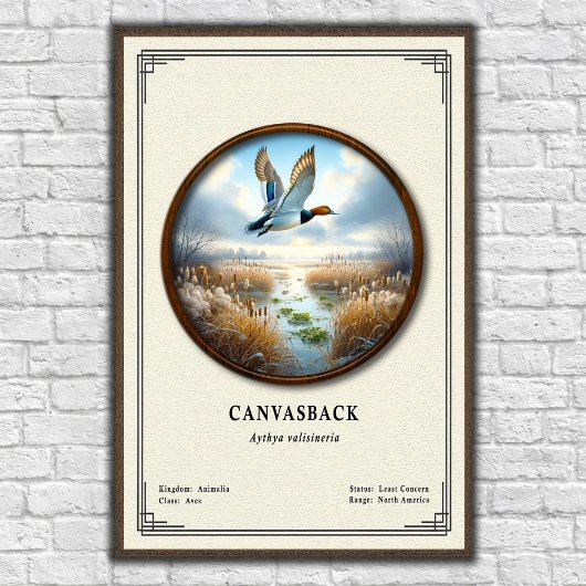 Canvasback-Zoologie-Serie Poster