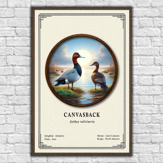 Canvasback-Zoologie-Serie Poster