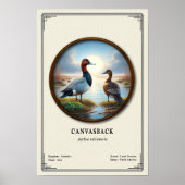 Canvasback-Zoologie-Serie Poster (Vorne)