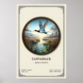 Canvasback-Zoologie-Serie-Poster Poster (Vorne)