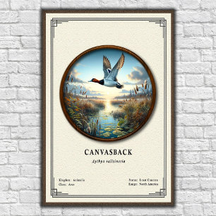 Canvasback-Zoologie-Serie-Poster Poster