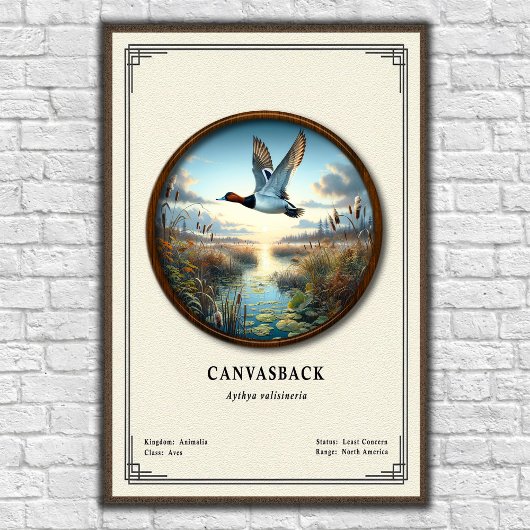 Canvasback-Zoologie-Serie-Poster Poster