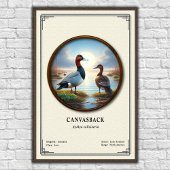 Canvasback Zoology Series Poster
